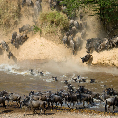Wildebeests are crossing Mara river. Great Migration. Kenya. Tan