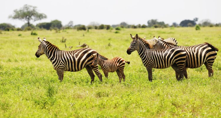 Group of Zebras grazing in Tsavo East National park, Kenya, Africa A group of Zebras grazing in Tsavo East National park, Kenya, Africa