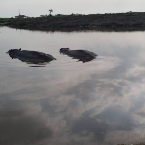 IMG-20250206-WA0032